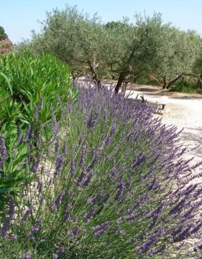 Le Mazet 40 Villa Saint-Rémy-de-Provence Dış mekan fotoğraf