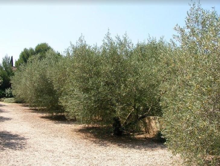Le Mazet 40 Villa Saint-Rémy-de-Provence Dış mekan fotoğraf